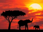 słonie, słoniątko, drzewo, zachód, słońca