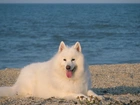 Samojed, język, niebieska, woda