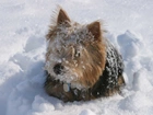 Norwich terrier, śnieg