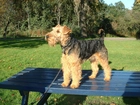 Lakeland Terrier, niebieska, ławka