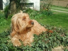 Basset Fauve de Bretagne, trawa