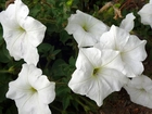 Białe, Kwiatki, Petunia ogrodowa