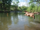 Aportujący, Chesapeake Bay retriever