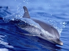 Delfin