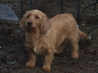 Basset Fauve de Bretagne