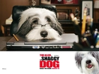 The Shaggy Dog, pies, okulary, komputer, biuro