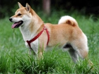 Shiba inu, czerwone, szelki