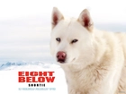 Eight Below, biały, pies