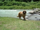 Leonberger, woda, skały