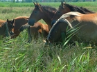 Konie, stado, łąka