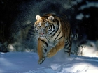 Biegnący, Tygrys, Śnieg