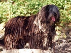 język, Bergamasco