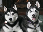 dwa, czarne, Siberian Husky