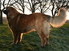 Dorosły, Leonberger