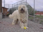 Komondor, wysoki, płot