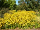 Kwitnące, Rudbekie