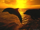 Delfiny, Zachody Śłońca, Morze