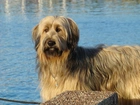 Owczarek francuski Briard, niebieska, woda