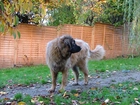 Leonberger, ogrodzenie