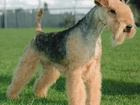 Lakeland Terrier