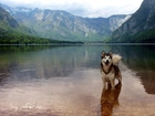 Woda, Góry, Siberian Husky