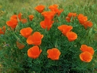 Papaver,Pomarańczowy,Makowiec