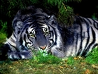 Leżący, Tygrys, Grafika