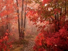 Jesień, Las, Ścieżka