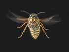 Pszczoła, W, Locie, Zbliżenie