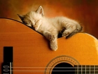 Kotek, Śpiący, Na, Gitarze