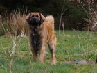 Leonberger, krzaki