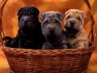 Shar Pei, Trzy, Kolory