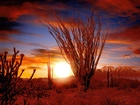 Ocotillo, Sonora, Pustynia, Zachód, Słońca