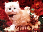 Kotek, Sanie, Boże Narodzenie