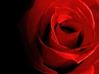 Krwisto, Czerwona, Róża
