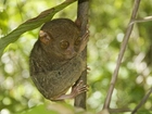 Bohol Tarsier