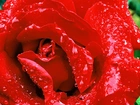 Czerwone, Płatki, Róży