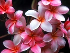 Plumeria, Hawajski, Kwiat