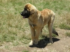 Szczeniak, Leonberger