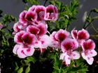 Pelargonia, Angielska