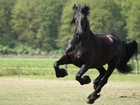 Koń, Galop, Kopyta