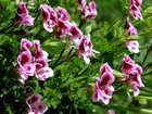 Kwiat, Pelargonia, Angielska