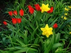 Żonkile, Tulipany, Ogród
