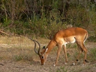 Gazela, Impala