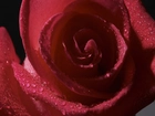 Purpurowa, Różą, Zbliżenie