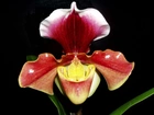 Sabotek, Nazwa, Łacińska, Paphiopedilum