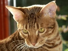 Kot, Ocicat