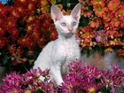 Biały, Devon Rex