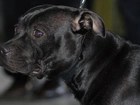 morda, Staffordshire Bull Terrier