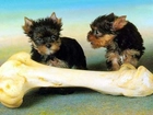 Yorkshire Terrier, Wielka, Kość